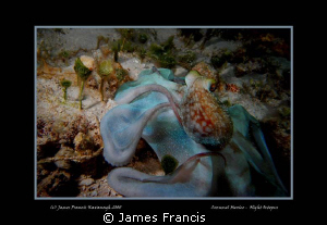 This octopus was taken at night with a Dx-1g Sea & sea ca... by James Francis 
